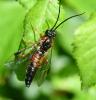 Nematus lucidus
